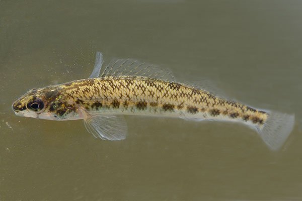 RSpercina_brevicauda_coal_darter_Bernie_Kuhajda_FPWC