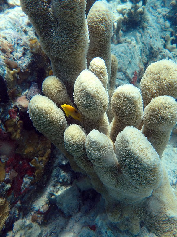 RSpillar_coral_and_threespot_damselfish_NOAA_FPWC