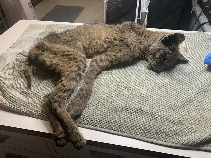 RSpoisoned-bobcat-2-Wildlife-Care-of-Southern-California-scr(1)
