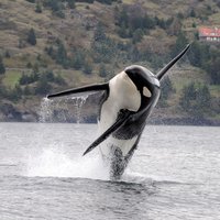 RSsouthern_resident_killer_whale_noaa-FPWC(1)
