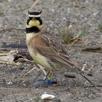 RSstreaked_horned_lark_David_Maloney_USFWS_FPWC_Media_use_OK