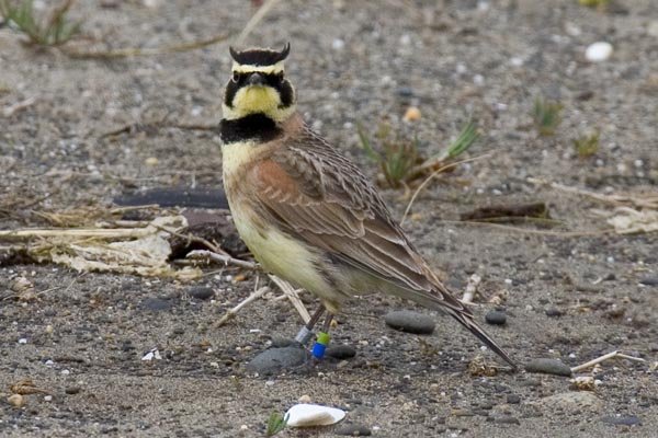 RSstreaked_horned_lark_David_Maloney_USFWS_FPWC_Media_use_OK