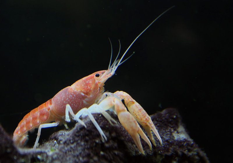 RSusfws-miami-cave-crayfish-fpwc