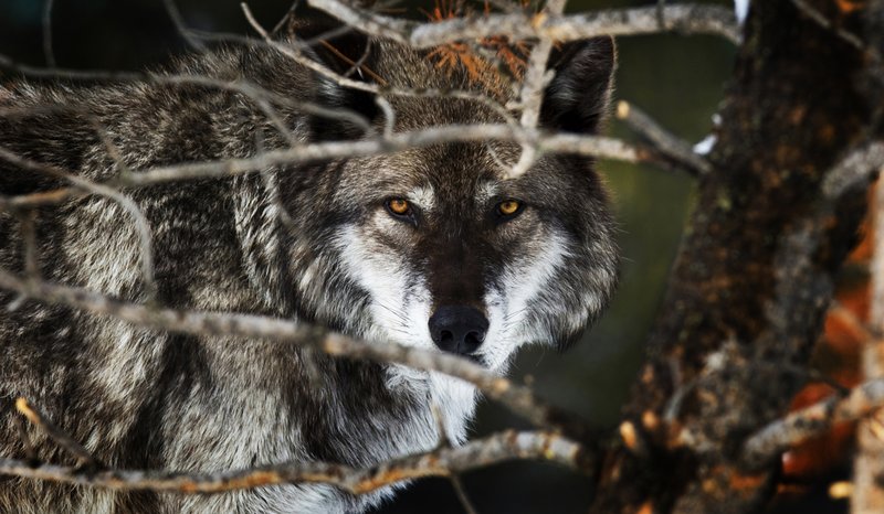 RSwolf_yellowstone_doublejwebers_flickr_FPWC_commercial_use_ok