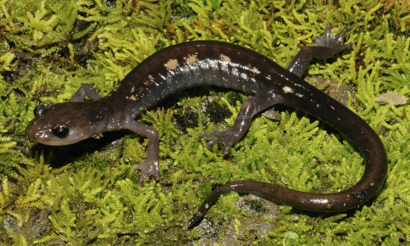 RSyellow-spotted_woodland_salamander_2_Kevin_Hutcheson_FPWC-hpr