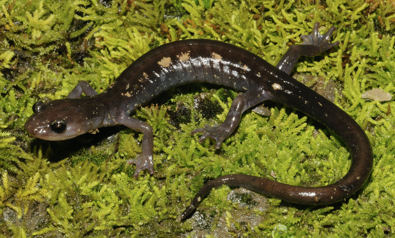 RSyellow-spotted_woodland_salamander_2_Kevin_Hutcheson_FPWC