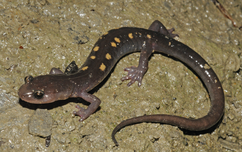 RSyellow-spotted_woodland_salamander_Kevin_Hutcheson_FPWC
