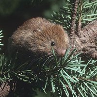Red_tree_vole_Stephen_DeStefano_USGS_FPWC.jpg