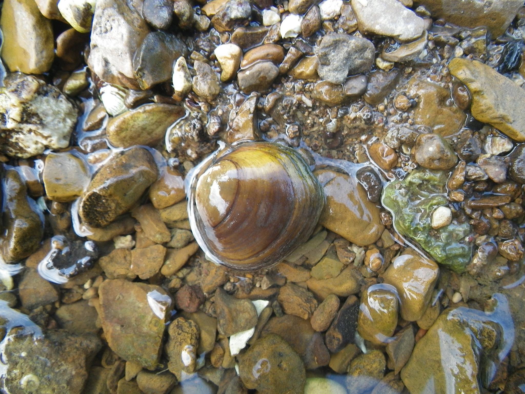 Two Eastern Freshwater Mussels Proposed for Endangered Species Act