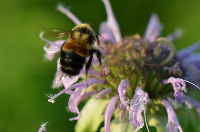 Rusty patched bumble bee