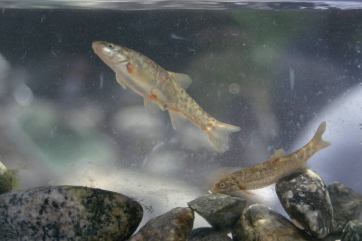 Lawsuit Seeks Endangered Species Act Protection for Rare California Fish