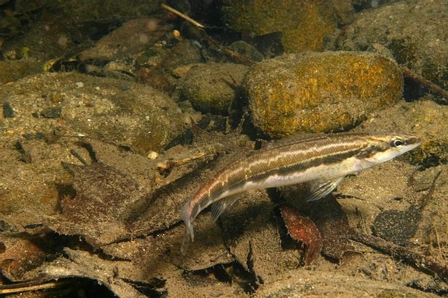 Sickle Darter Receives Critical Habitat Protection in Tennessee, Virginia - Vimarsana News