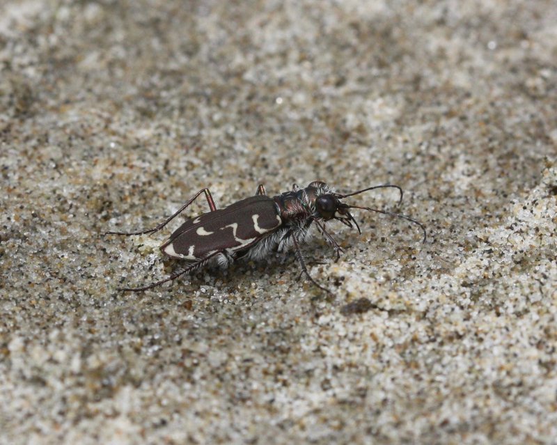 Siuslaw hairy-necked tiger beetle_Xerces Society_Sarina Jepsen_FPWC.jpg