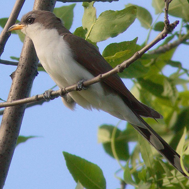 Western-Yellow-Billed-Cuckoo-Leo-Shapiro-USGS-FPWC.jpg