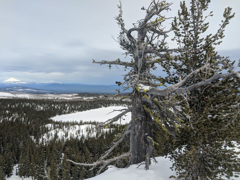 Whitebark Pine, Photo Noah Greenwald-1.jpg