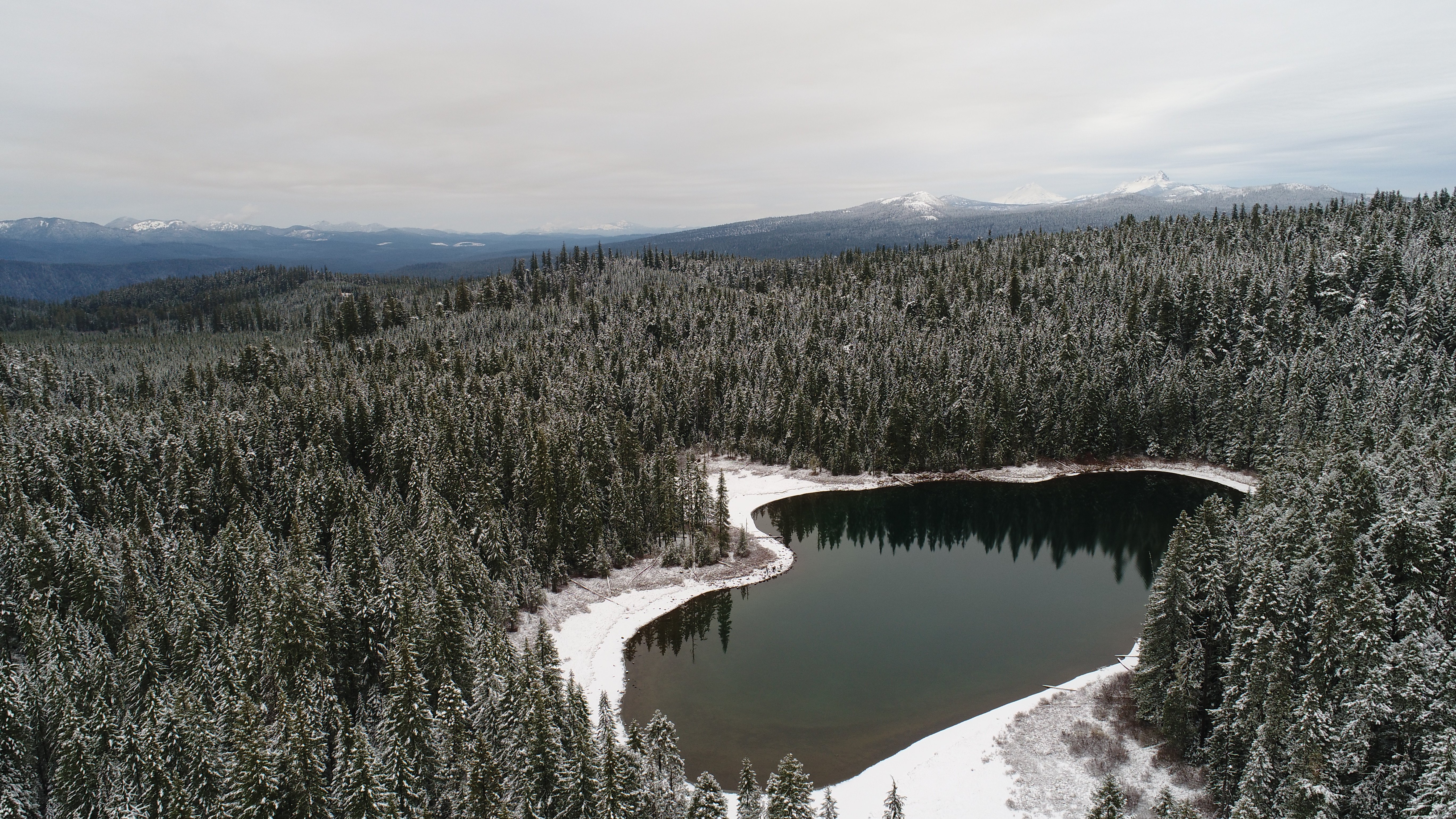 Missing Link in Biden's Climate Agenda: Letting Older Trees Grow - Center for Biological Diversity - Vimarsana News