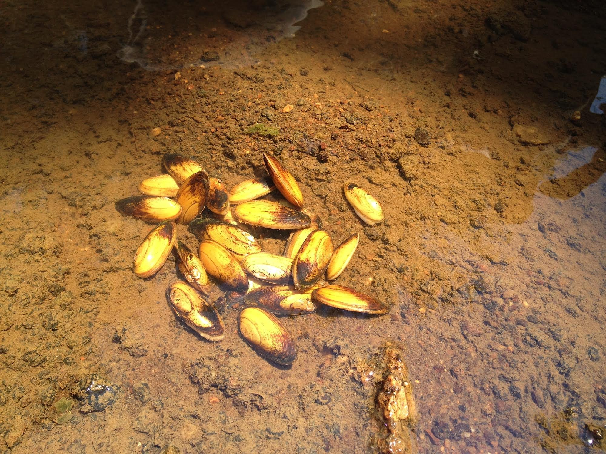 Yellow Lance Mussel Gains 319 River Miles of Lifesaving Habitat in