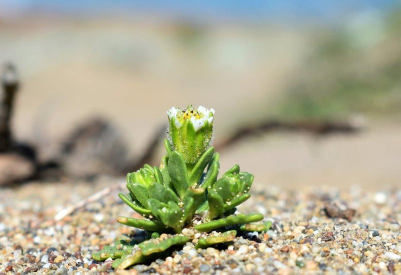 beach_layia_National_Park_Service_FPWC.jpg