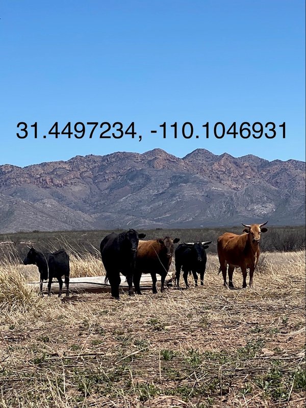 cow in SPRNCA