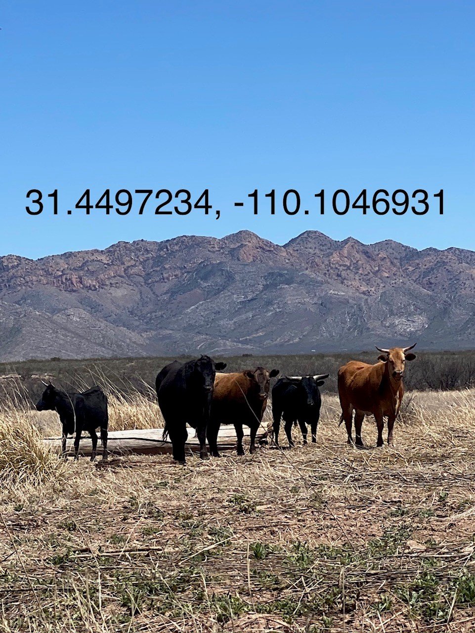 New Study: Cows Are Damaging Nearly Every River Mile of San Pedro Conservation Area in Arizona - Vimarsana News