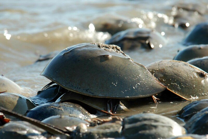horseshoe crab