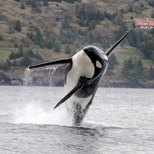 image01_orca.jpg