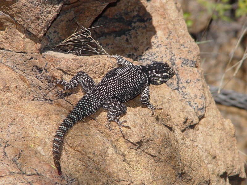 Yarrow's spiny lizard