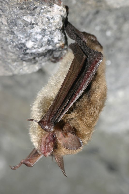 northern_long_eared_bat_USFWS_FPWC-scr.jpg