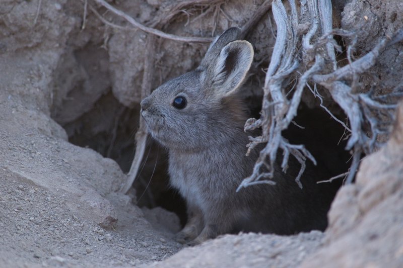 pygmyrabbit2