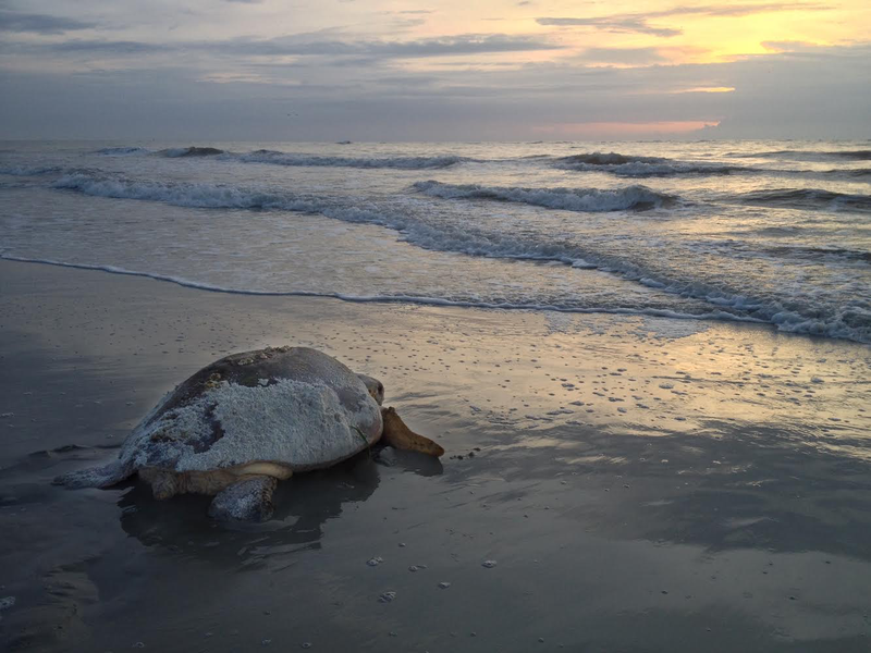 Loggerhead sea turtle