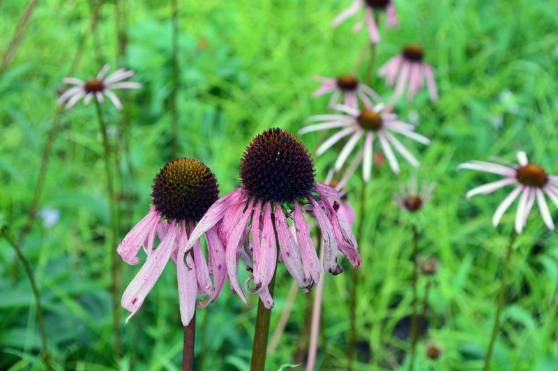smooth_coneflower_Echinacea_laevigata_Caroline_S_Krom_ USFWS_FPWC_Media_Use_Ok.jpg