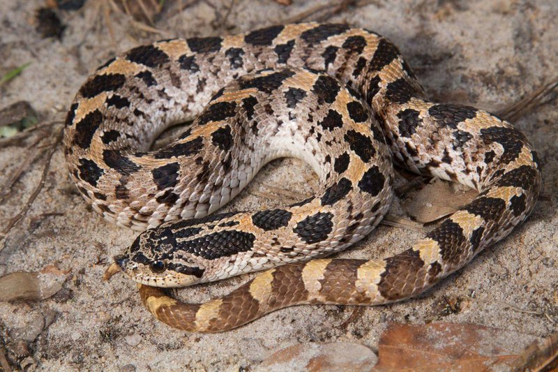 southern-hognose-snake_Pierson_Hill_Florida_Fish_and_Wildlife_Commission_FPWC.jpg