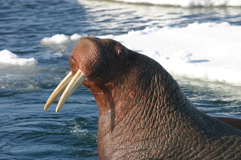 Federal Appeals Court Reverses Failure To Protect Pacific Walrus