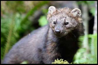 RSFisher_Pekania_pennanti_WashingtonDeptofFishandWildlife_FPWC_2