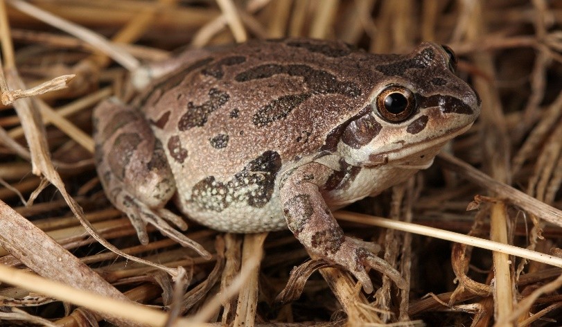 RSIllinoisChorusFrog-USFWS