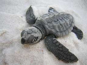 RSKempsRidleySeaTurtle_Hatchling_NPS_FPWC