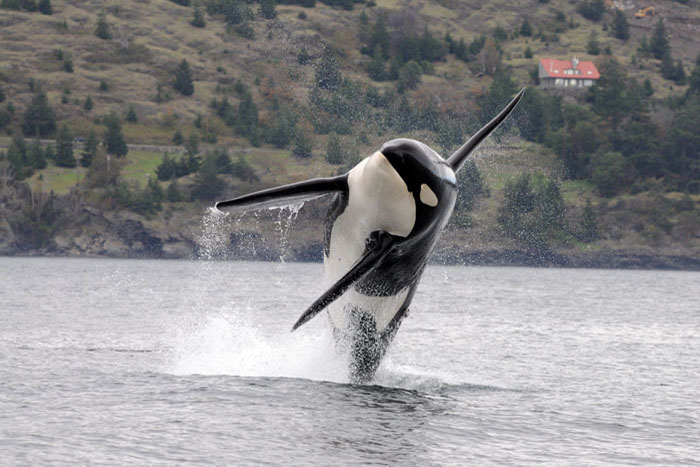 RSsouthern_resident_killer_whale_noaa-FPWC(1)