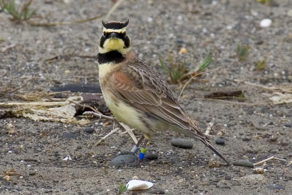 RSstreaked_horned_lark_David_Maloney_USFWS_FPWC_Media_use_OK