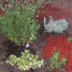 6/19/2006 Early June plantings with Harlequin Euonymus