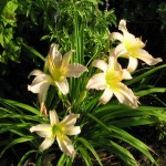 7/1/2010 July Blooms (6)