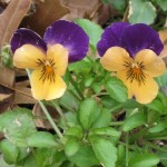 1/23/2011 I ♥ violas (3)