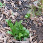 2/21/2011 Lily Bulbs Sprouting in February