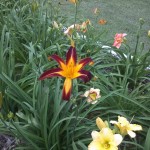 5/21/2011 Rose Gardens of Farmers Branch (8)