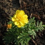 6/6/2011 Yellow Durango Marigold