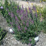 6/18/2011 Community Garden Early Summer (9)