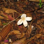 10/14/11 Fall Shrooms and Blooms (10)