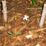 10/14/11 Fall Shrooms and Blooms (12)