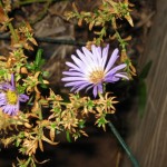 10/14/11 Fall Shrooms and Blooms (14)