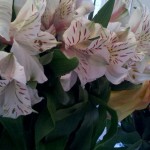 11/10/2011 Alstroemeria (7)