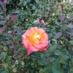 11/12/2011 Earthkind Trial Rose Garden (6)